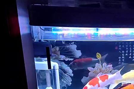缸养锦鲤的排泄物怎么清理