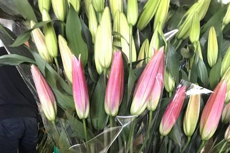 斗南花卉市场拿货技巧