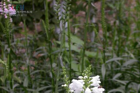 芝麻花怎么吃最好