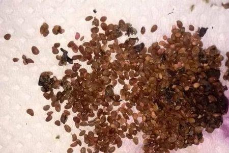 蓝莓种子催芽方法