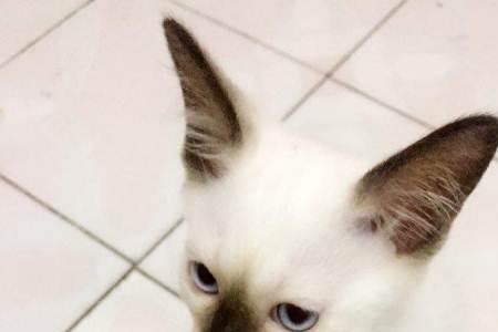 暹罗猫海豹重点色什么时候变色