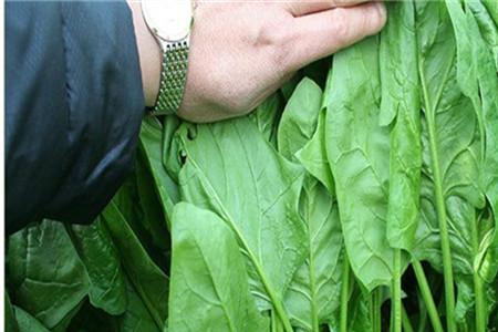 红根菠菜为什么种不出来