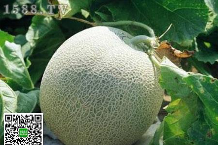 耐旱又好成活的甜瓜