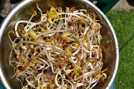 豆芽成长记录第六天怎么写