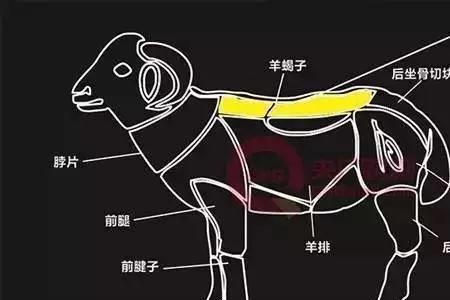 羊沙肝是羊什么部位