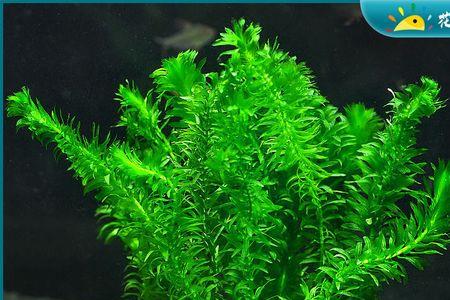 水生植物根怎么获取氧气