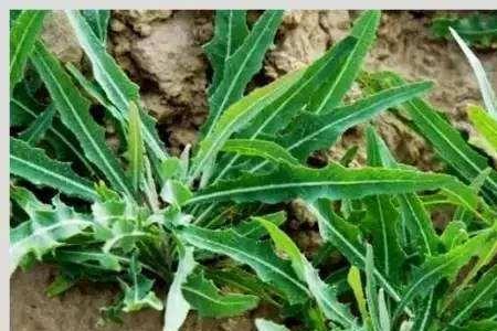 苦菜种植成本和利润