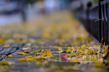 秋雨飘零什么意思
