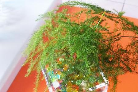 文竹水培需要多少水