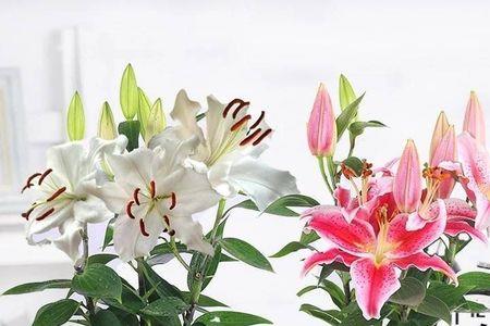 香水百合开完了怎么养养护