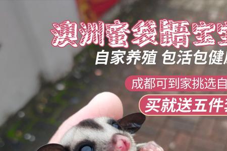 密袋鼬不动了怎么办
