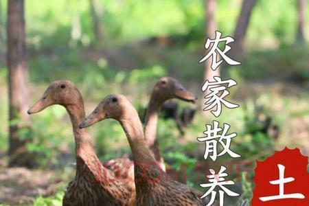 怎么分辨是肉鸭还是笨鸭
