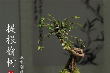 深秋榔榆能栽活吗