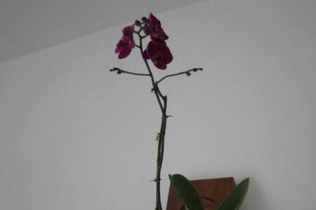 蝴蝶兰的花梗含有磷钾元素