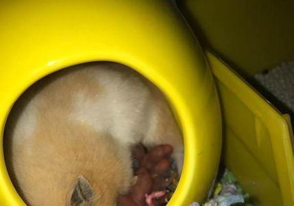 仓鼠不知道窝怎么办
