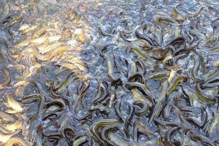 广东哪里有养泥鳅的