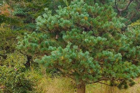 五针松种植深度