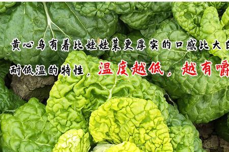 山东乌塌菜露天可以越冬吗