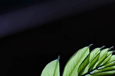 一叶一花是什么花