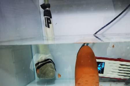 赤瞳黄金为什么比较难养