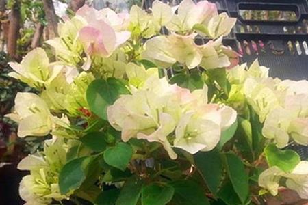 三角梅最怕什么肥料