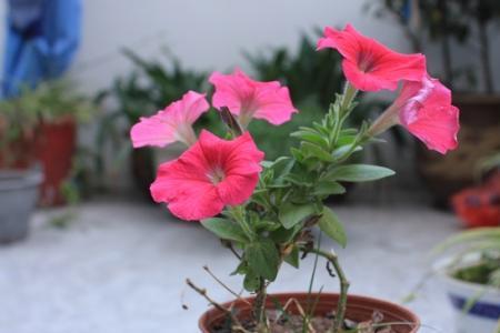 翼叶山牵牛花怎样过冬