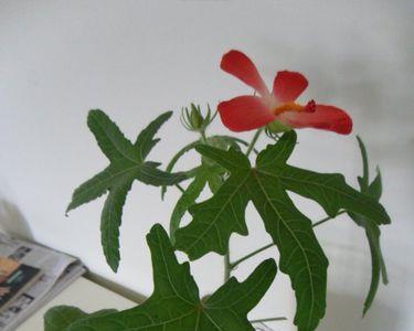 人参种子发芽到开花多久