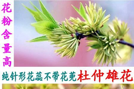 杜仲雄花哪里收