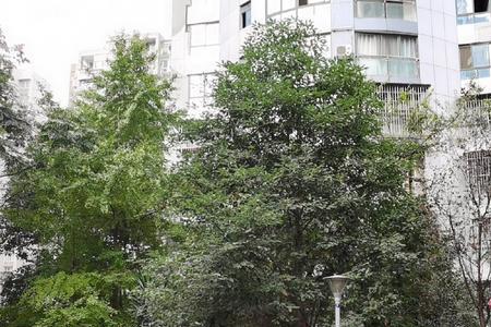 绵阳东方华尔街小区有多少户