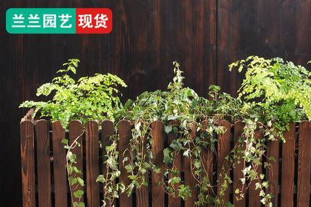 围墙边的花槽适合种什么