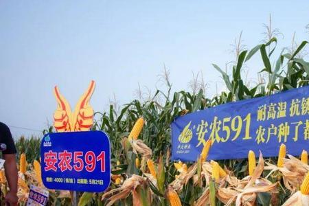 丰大京科968适合山东种植吗