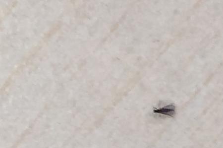 剥的蒜种生小飞虫怎么办