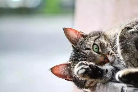 猫能用磨石板磨平爪子吗