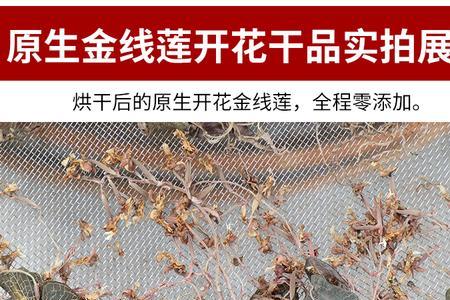 金线莲开花好还是不开花好