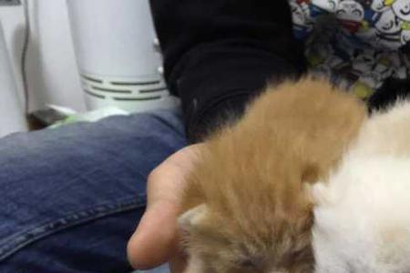猫在家门口生孩子了怎么办