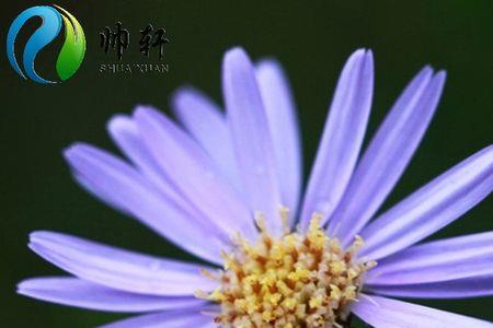 国审花种多少品种