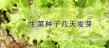 生菜种子时间久了还能出苗吗