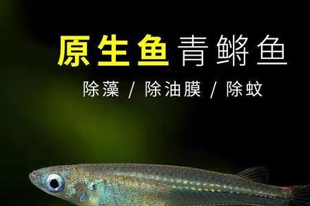 桂系青鳉和弓背青鳉的区别