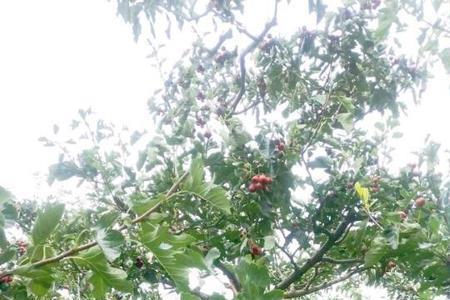 山茶树可以在河南种吗