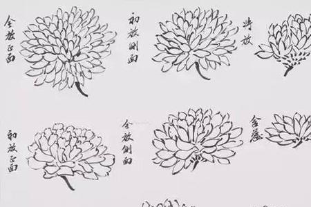 长瓣菊花头的画法