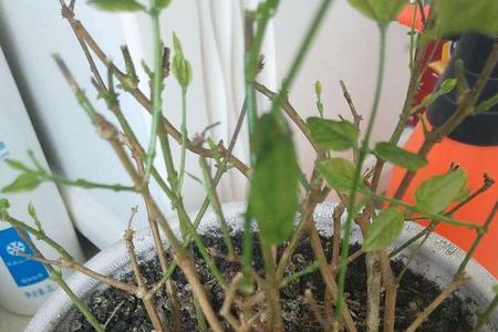 茉莉花有根没有叶子怎么栽种