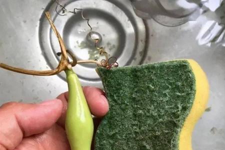 甜葫芦和菜葫芦的区别