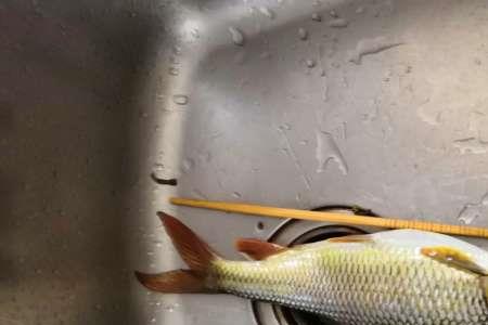 红尾子鱼饲养方法