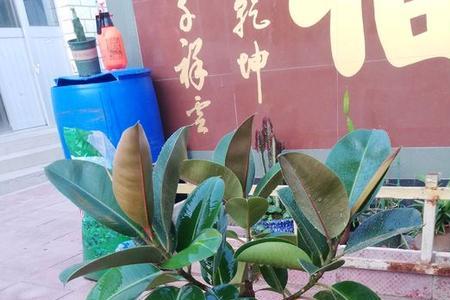 橡皮树长出新芽需要把叶子减掉