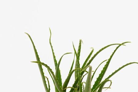 新鲜芦荟可以放在瓶子里储存吗