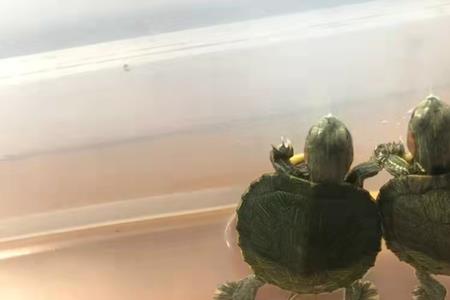 泰斗公母辨别方法