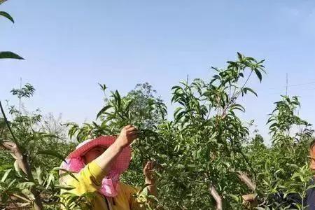 桃树管理要点