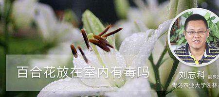 百合有甲醛怎么识别