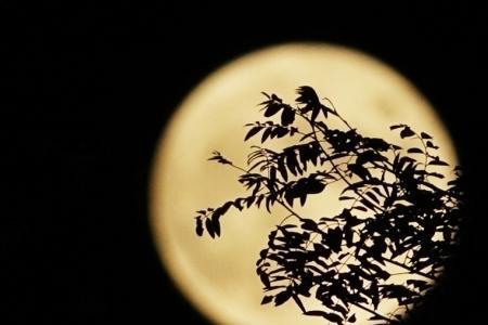 天涯共赏一轮月下句