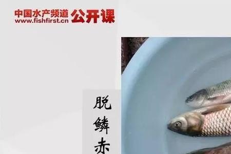 花鲢独游什么原因